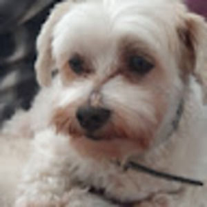 Meet your Posher, Siriluk